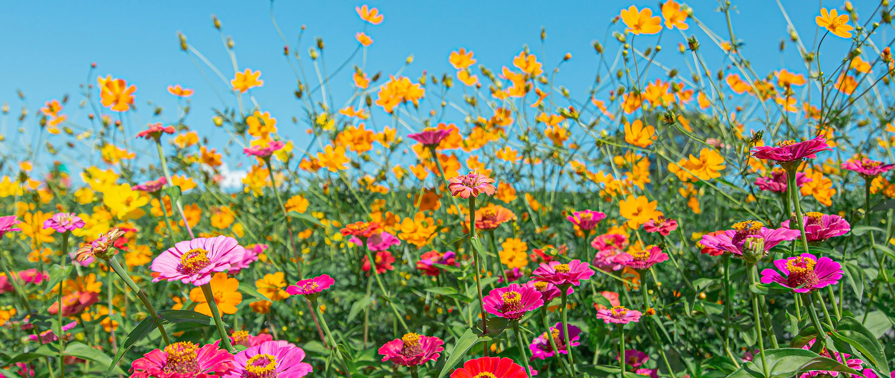 Cultivate Your Natural Masterpiece