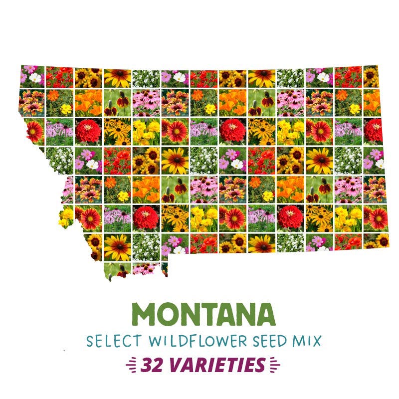 Wildflower Seeds On Sale