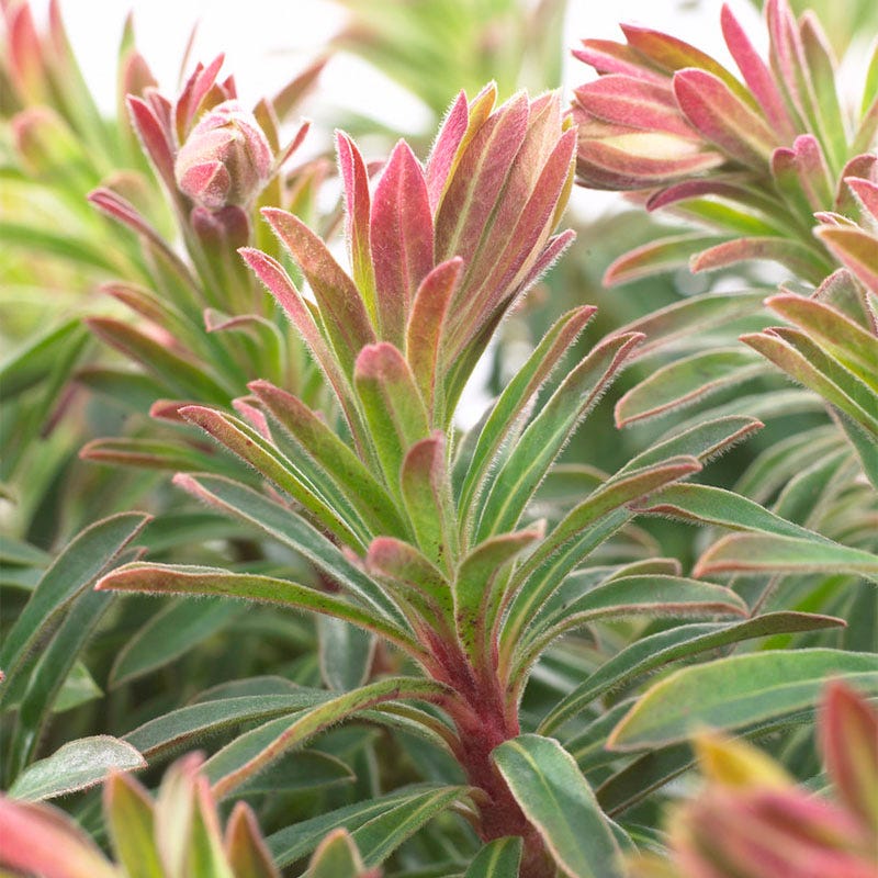 Perennials On Sale