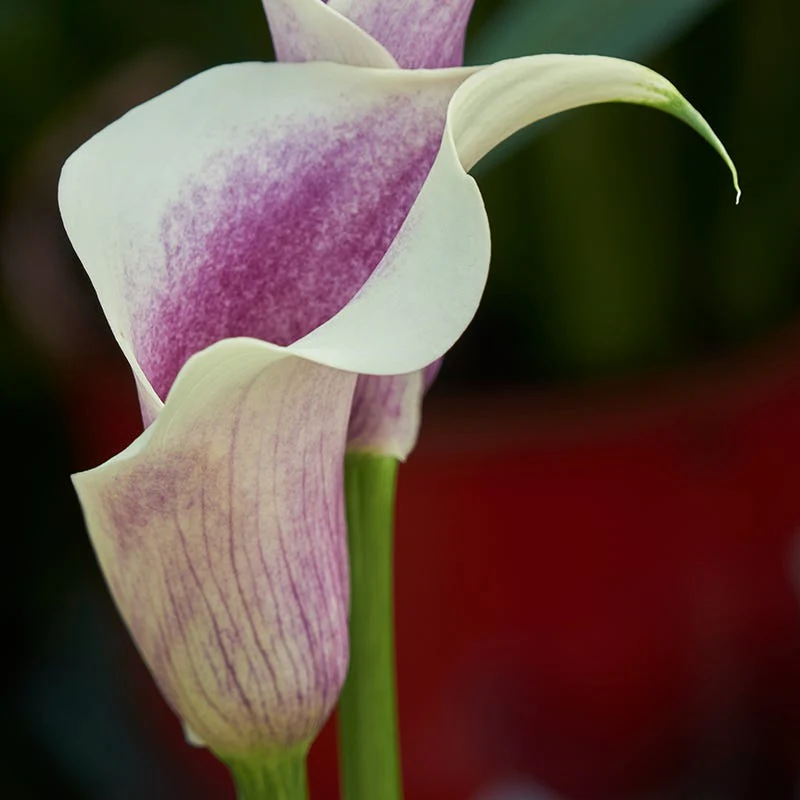 Spring-Planted Bulbs On Sale