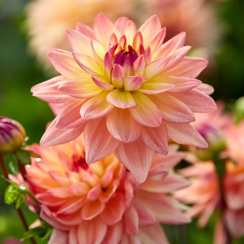 Perennials and Bulbs On Sale